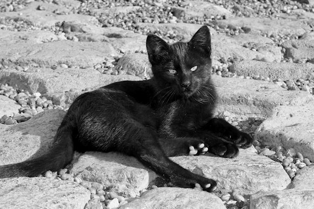 cat eyes