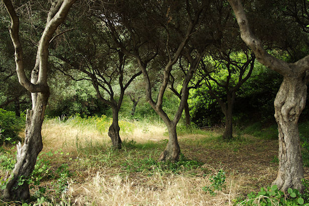 magic trees