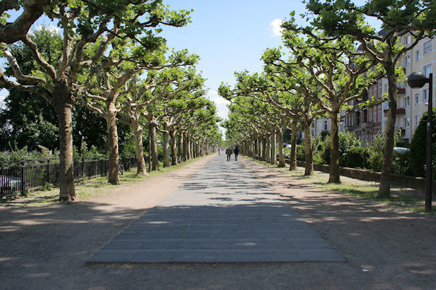 the avenue