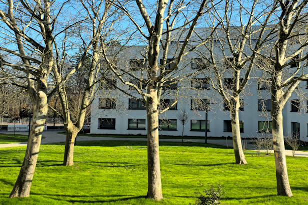 tree formation